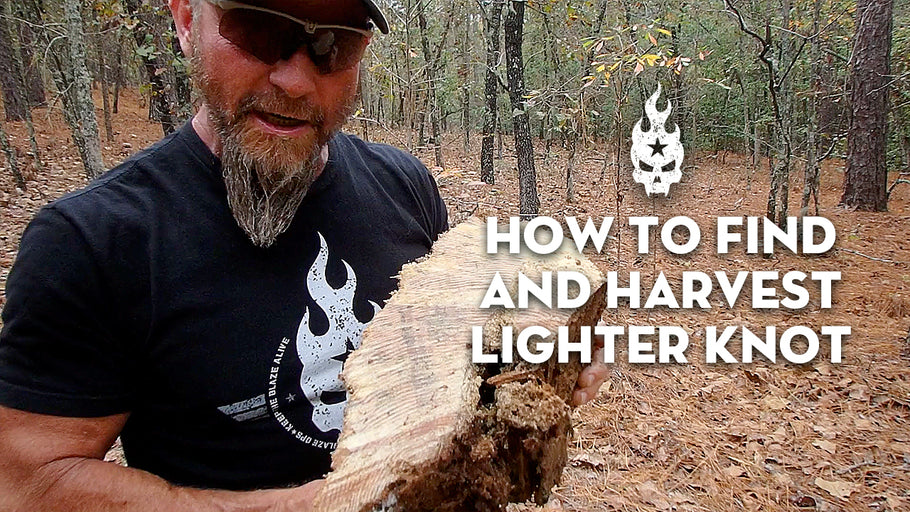 How to Find and Harvest Lighter Knot